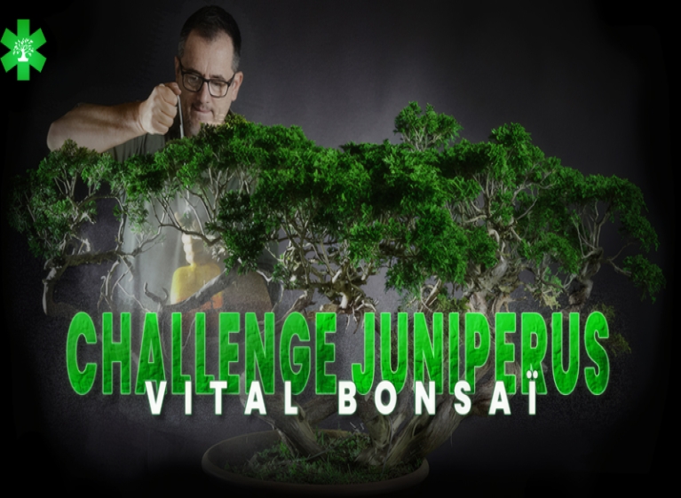 Participez au Challenge Juniperus avec Vital Bonsaï