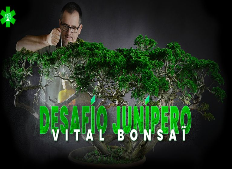 Participa en el Desafío Juniperus con Vital Bonsái