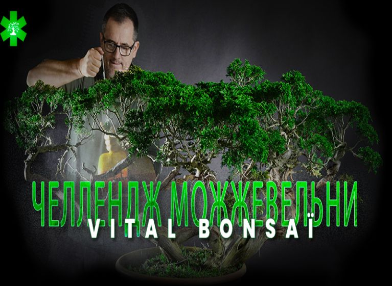 Участвуйте в Челлендже Juniperus с Vital Bonsai
