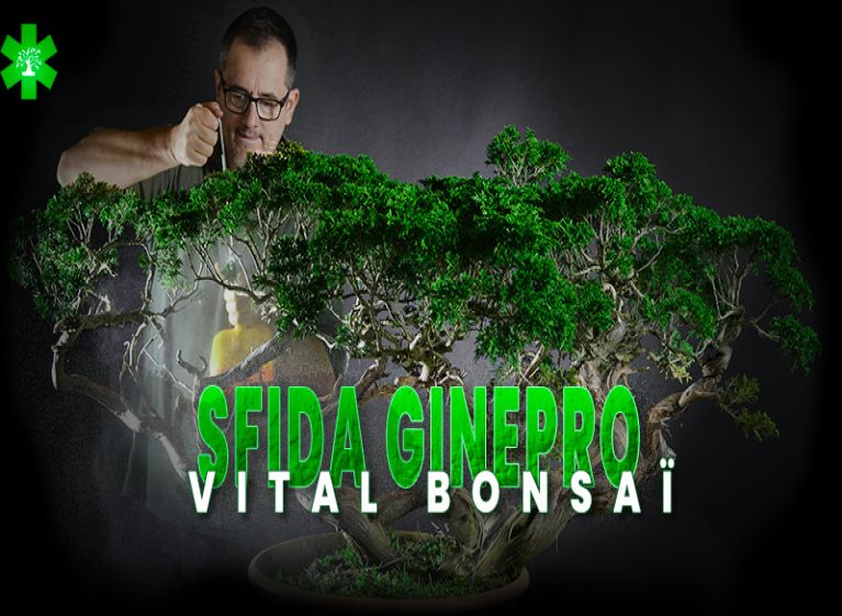 Partecipa alla Juniperus Challenge con Vital Bonsai