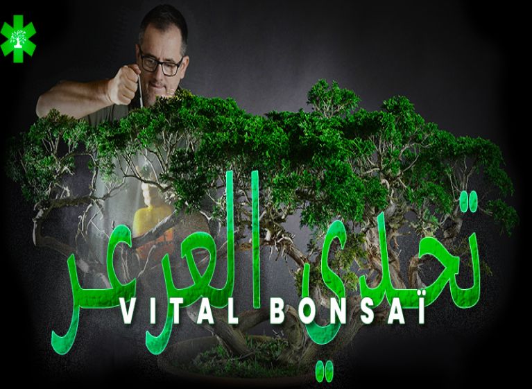شارك في تحدي Juniperus مع Vital Bonsai