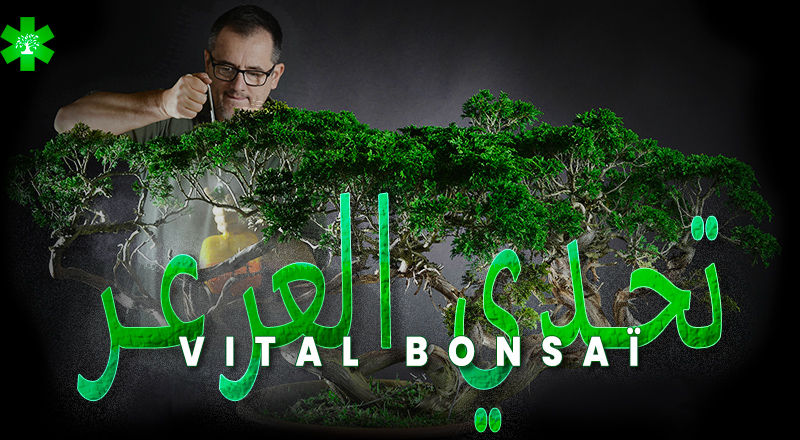 تحدّي Juniperus من Vital Bonsaï