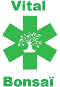 vitalbonsai